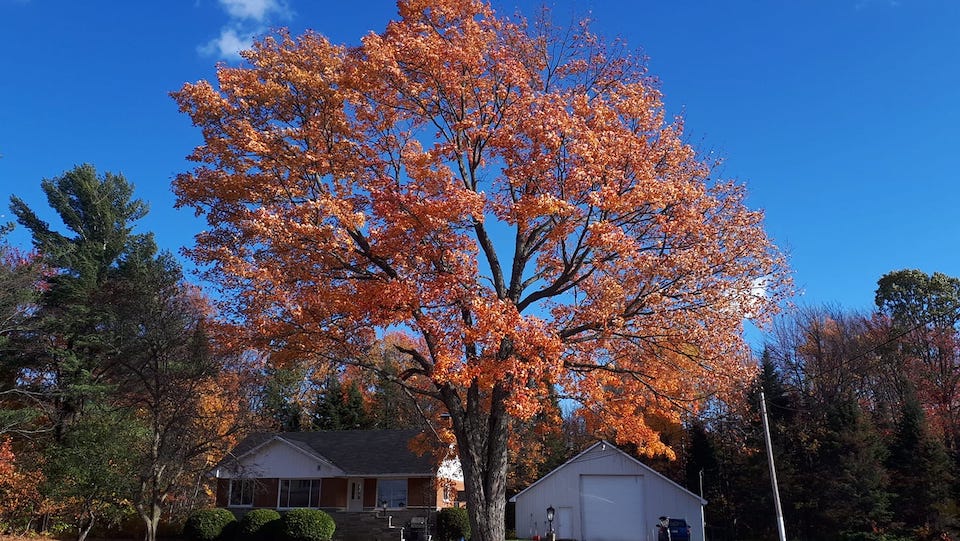 Ben Girard Arboriculture - Services darbres Rawdon | 4171 Rue Petit, Rawdon, QC J0K 1S0, Canada | Phone: (514) 622-9833