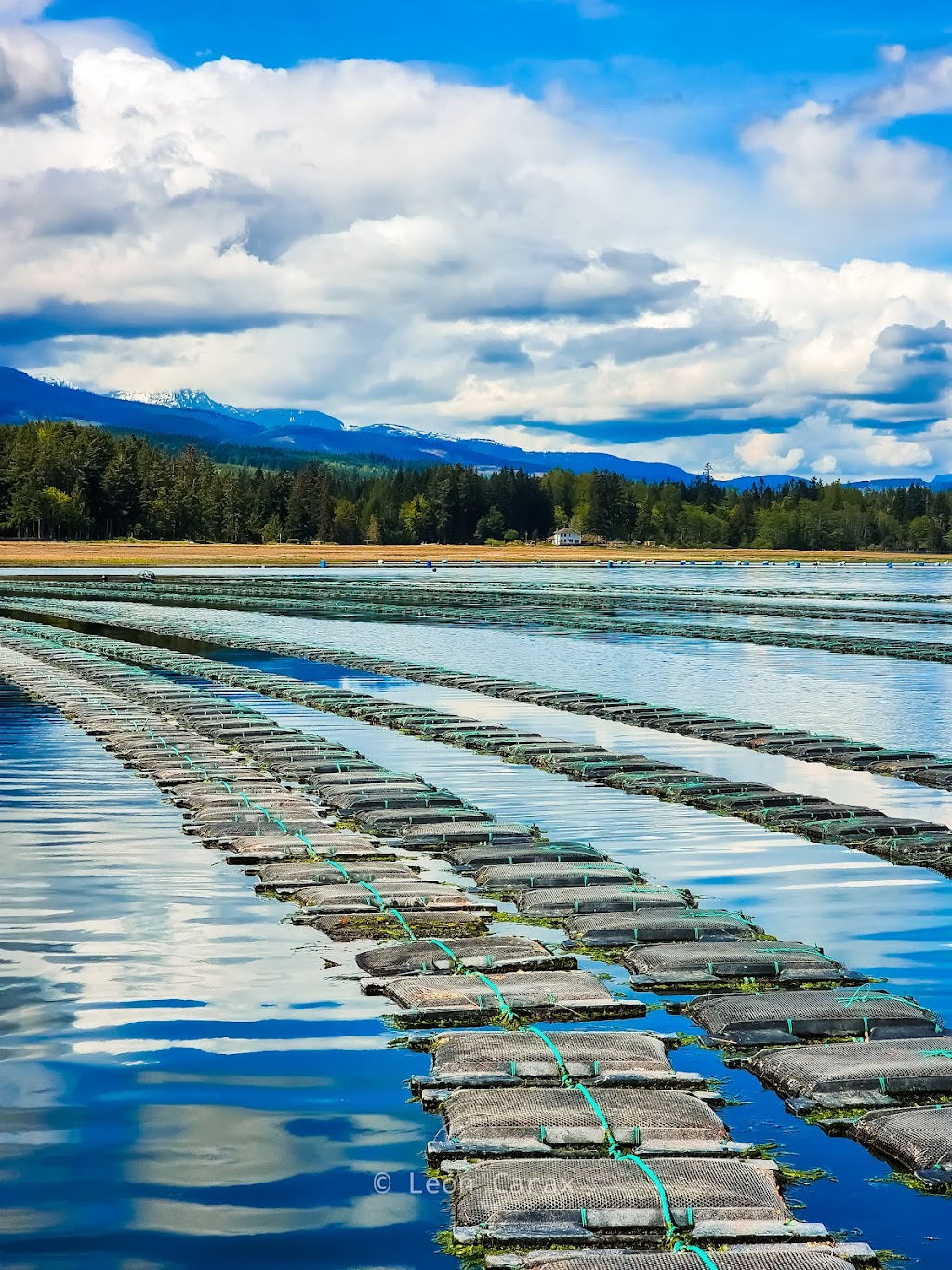 Fanny Bay Oysters | 8260 Island Hwy S, Fanny Bay, BC V0R 1W0, Canada | Phone: (250) 335-0125