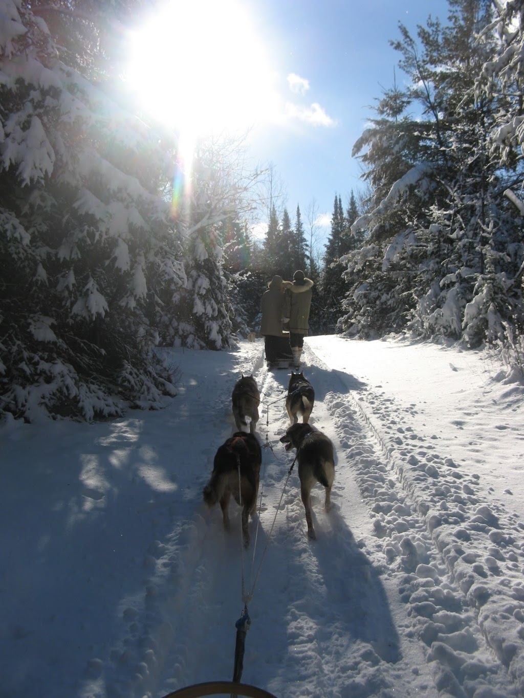 Aux Solstices-Traîneau à chiens | 1000 Chemin Kenauk, Montebello, QC J0V 1L0, Canada | Phone: (819) 426-2482