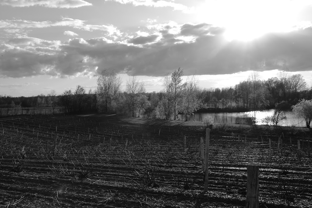 Vignoble de lArdennais | 158 Chemin Ridge, Stanbridge East, QC J0J 2H0, Canada | Phone: (450) 248-0597