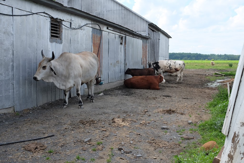 Farm Du Bassin | 1040 Rang Saint Jean Baptiste, Saint-Joachim-de-Courval, QC J1Z 2E2, Canada