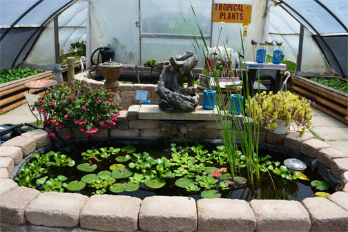 The Bloomin Bog Water Gardens | 22049 Hyde Park Rd N, Ilderton, ON N0M 2A0, Canada | Phone: (519) 666-0132