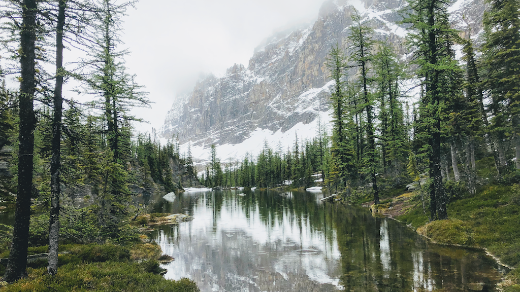 Cochrane Small Tree Pruning | 52 Bow Ridge Dr, Cochrane, AB T4C 1V5, Canada | Phone: (403) 505-9615