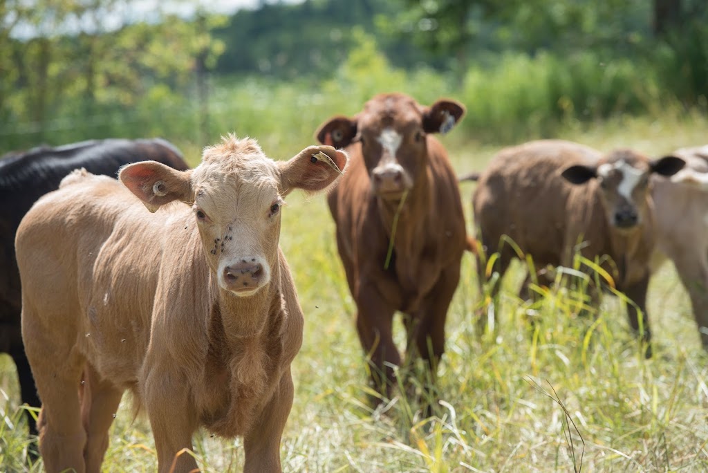 Ferme Le Bel | 201 Chem. Irwin, Alcove, QC J0X 1A0, Canada | Phone: (873) 353-2259