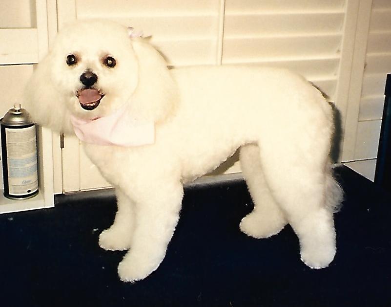 Sandys Dog Grooming | 1987 River Rd W, Wasaga Beach, ON L9Z 2W1, Canada | Phone: (705) 429-4113