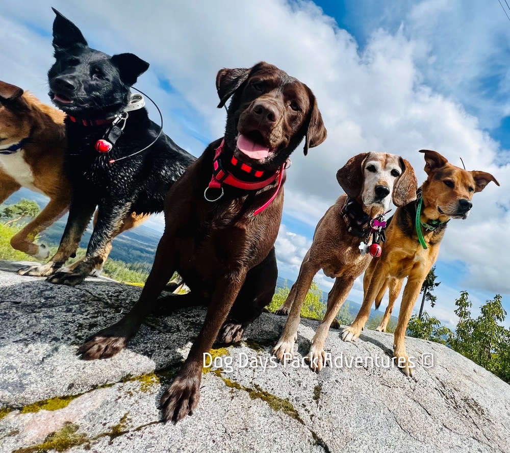 Dog Days Pack Adventures | Irwin St, Nanaimo, BC V9R 4X1, Canada | Phone: (250) 667-4413