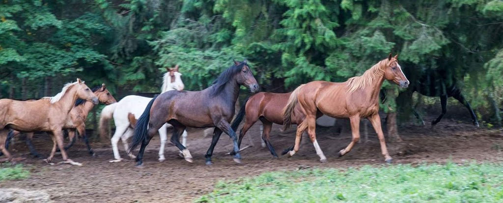 Freedoms Gate Equine Rescue Society | 4730 44 Ave NW, Salmon Arm, BC V1E 3A7, Canada | Phone: (250) 515-1056