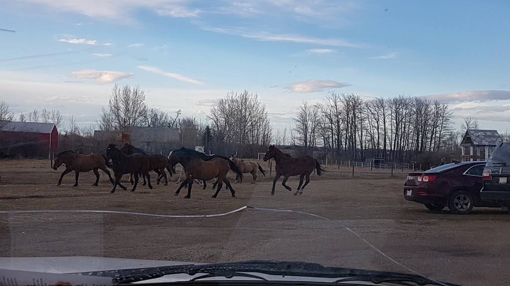 Humblehorse Ranch | 2100, Range Rd 254, Strathmore, AB T1P 1J6, Canada | Phone: (403) 934-3738