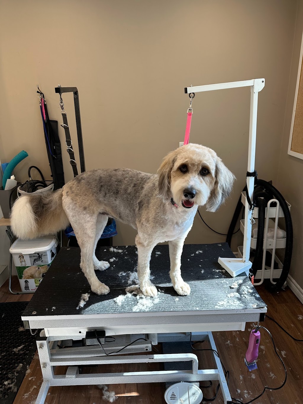 Hot Diggity Dog Grooming Studio | 472 Fowlers Rd, Huntsville, ON P1H 2N5, Canada | Phone: (905) 718-4794