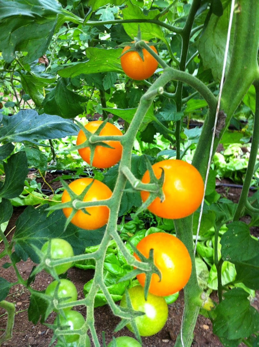 Shalefield Organic Gardens | 41381 Henderson Rd, Lindell Beach, BC V2R 4X5, Canada | Phone: (604) 858-8337