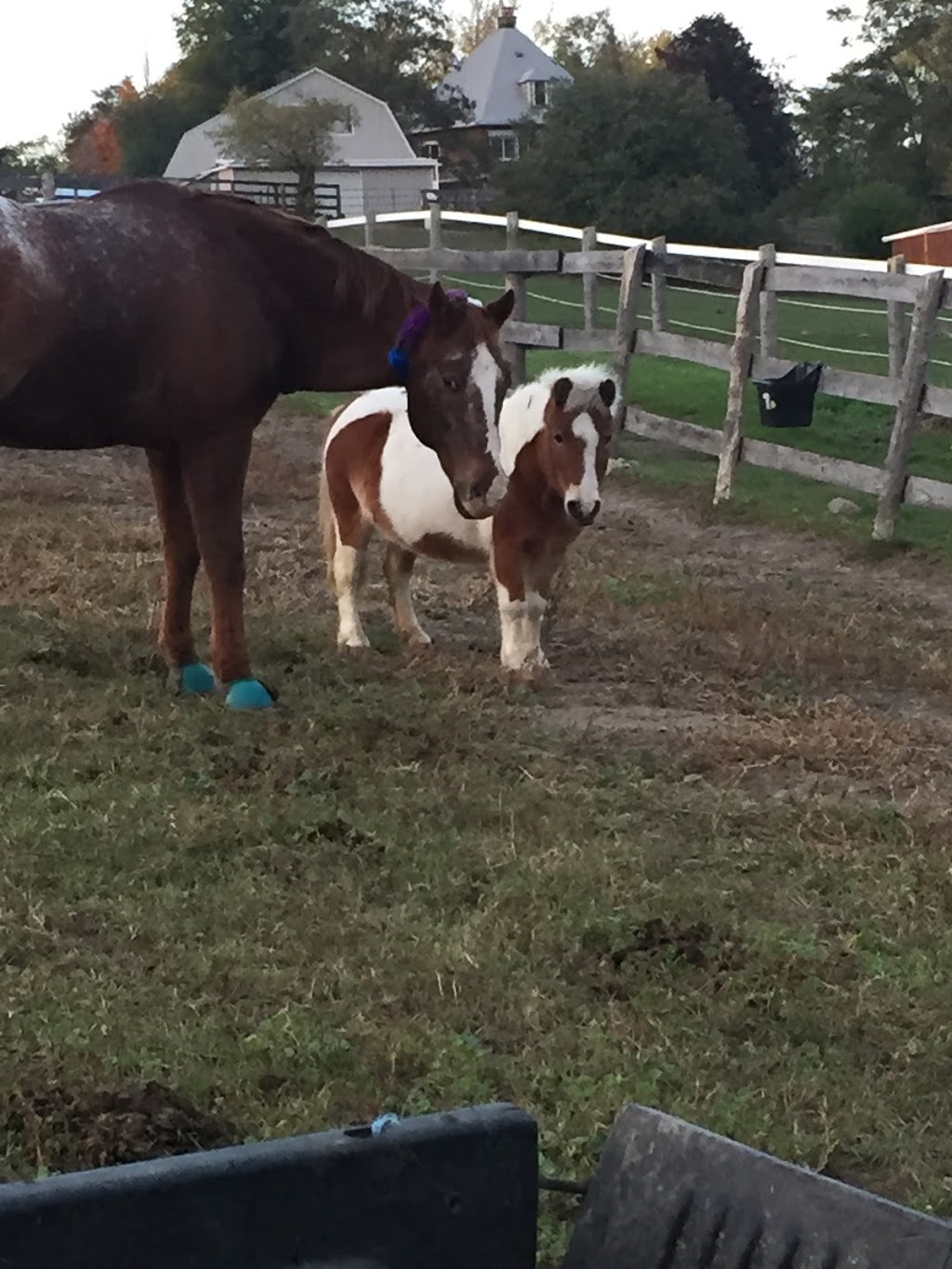 North Of 9 Equine & Canine Bodywork | 5121 4th Line, Tottenham, ON L0G 1W0, Canada | Phone: (705) 229-6677