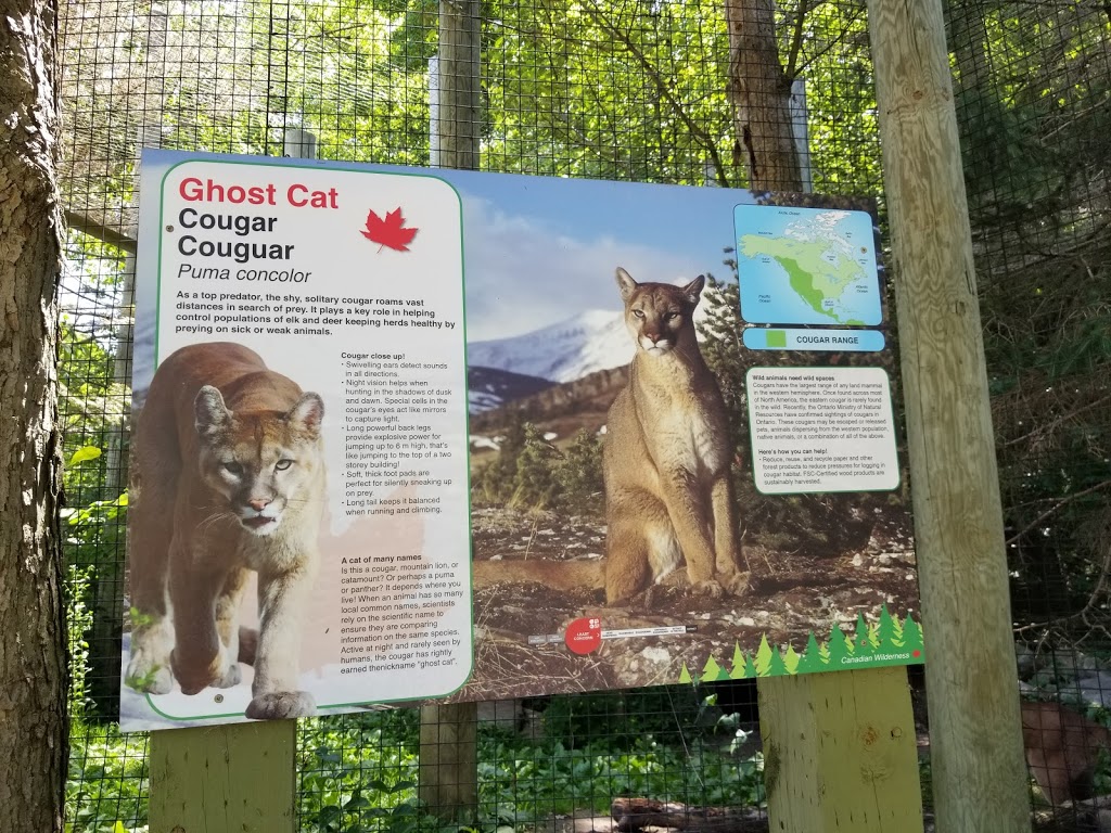 Cougar Exhibit | 2000 Meadowvale Rd, Scarborough, ON M1B 5K7, Canada | Phone: (416) 392-5929