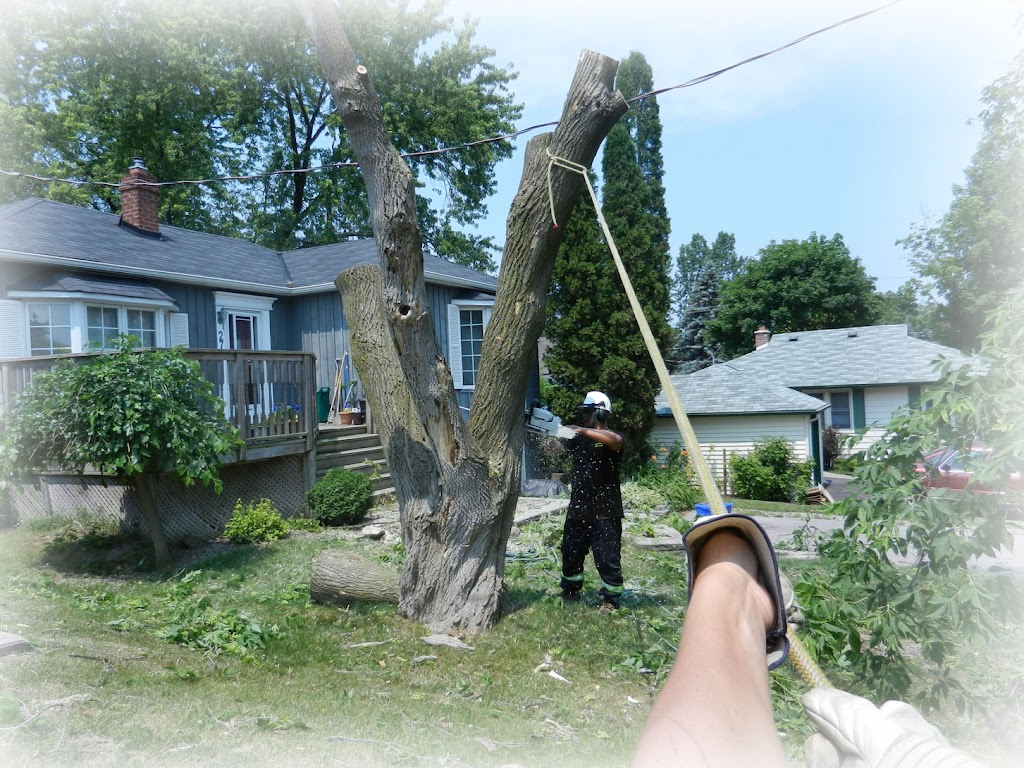 Alexander Tree Care | 351 Waratah Ave, Newmarket, ON L3Y 5J3, Canada | Phone: (905) 505-2577