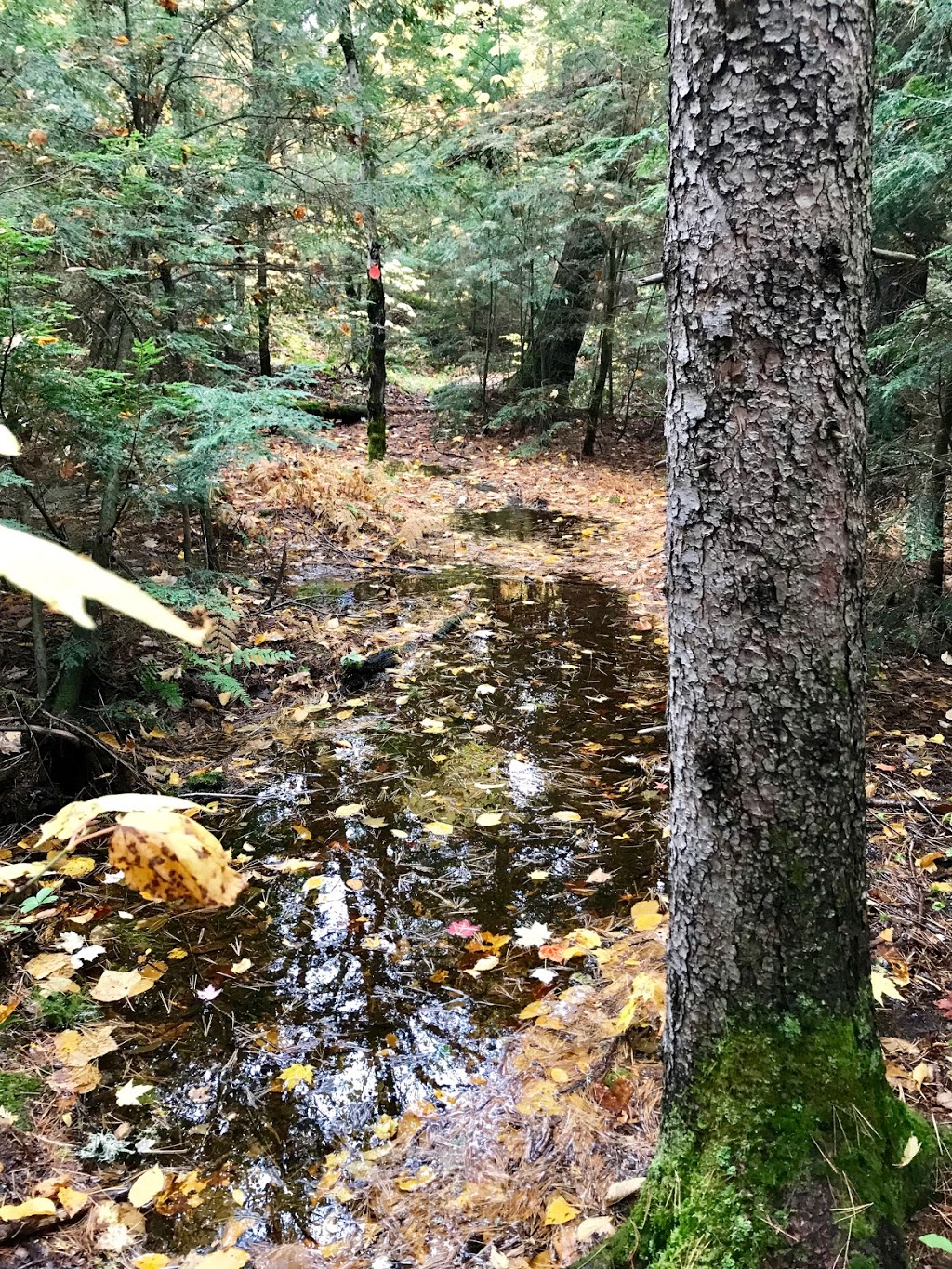 Lake of the Woods Trailhead | Bell Lake Rd, Killarney, ON P0M 2M0, Canada