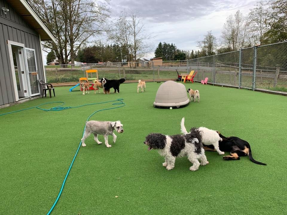 Adeles Doggie Daycare Countryside | 256 St, Langley Twp, BC V4W 2J9, Canada | Phone: (604) 996-9325