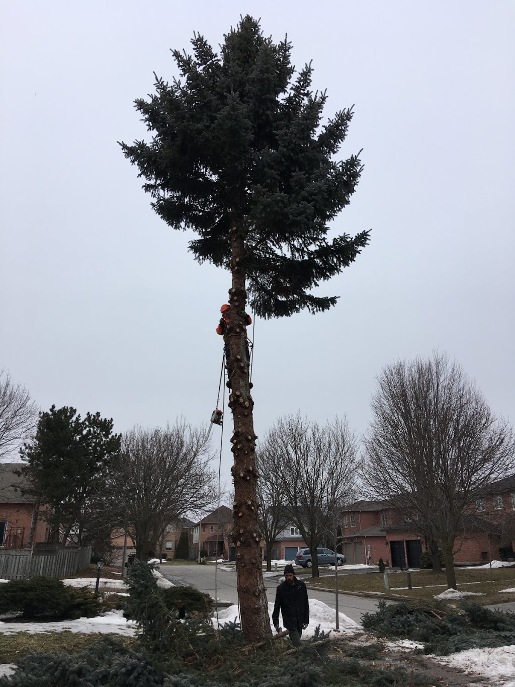 Aftermath Tree Care | 321 Marland Ave, Oshawa, ON L1J 1X3, Canada | Phone: (647) 771-8733