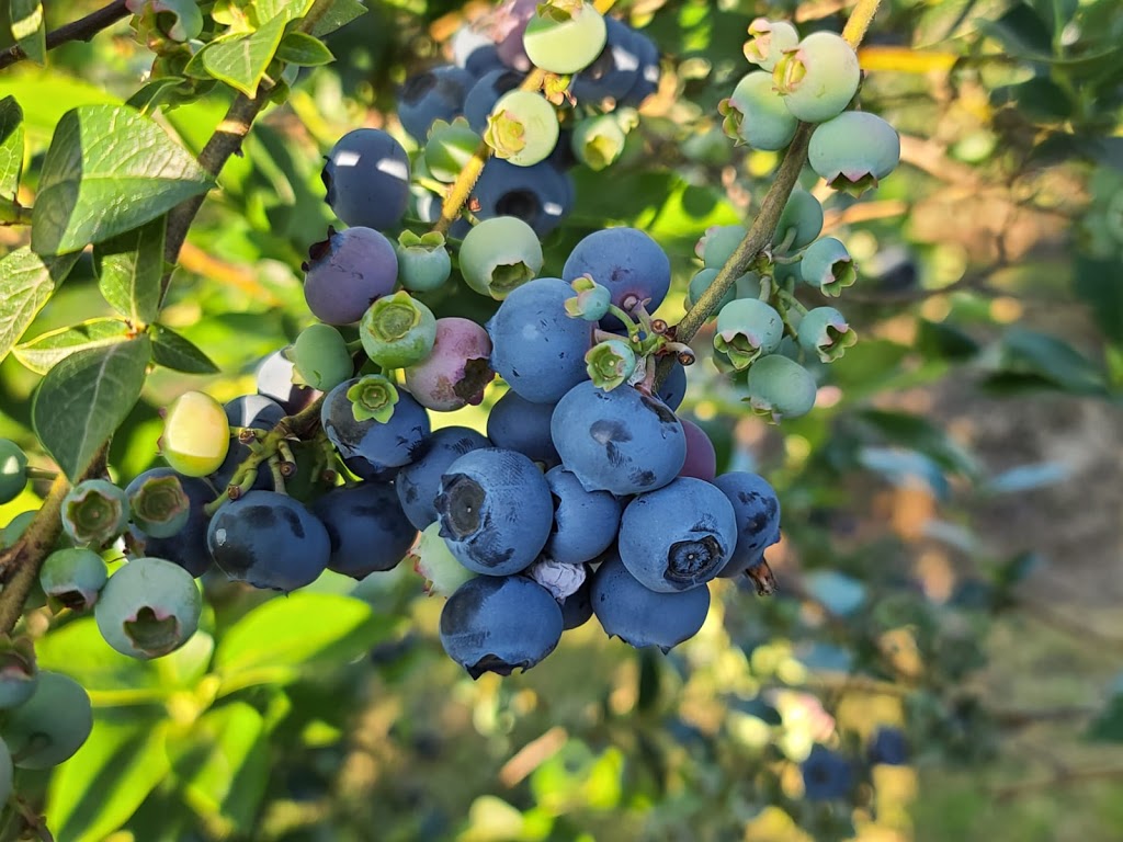 Khaira blueberry farm | 12460 Blundell Rd, Richmond, BC V6W 1B3, Canada | Phone: (604) 764-0454