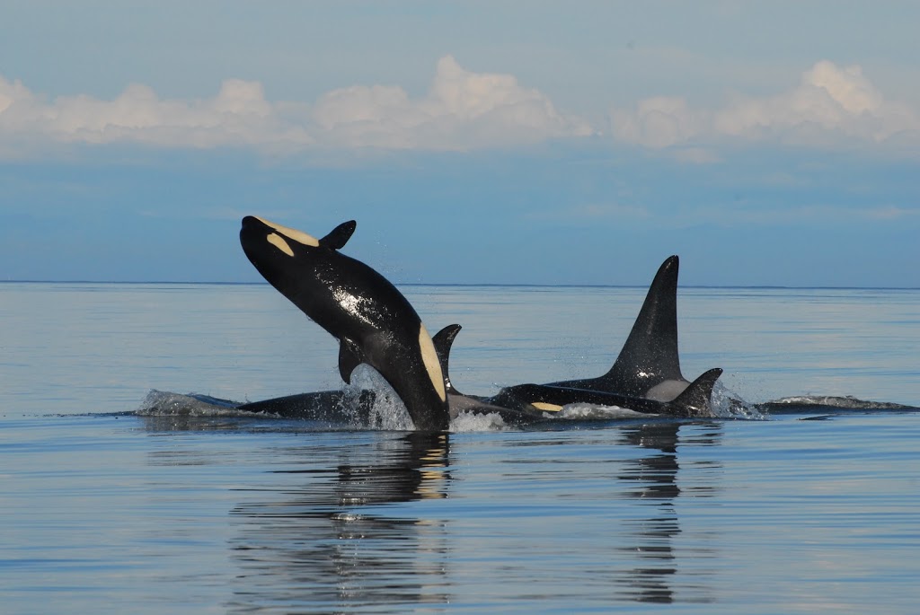 Ocean Ecoventures Whale Watching | 1721 Cowichan Bay Rd, Cowichan Bay, BC V0R 1N0, Canada | Phone: (250) 748-3800