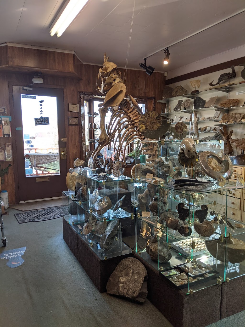 The Fossil Shop inc | 61 Bridge St, Drumheller, AB T0J 0Y1, Canada | Phone: (403) 823-6774