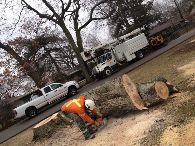 Oakhill Tree Service Ltd. | 20 Suncrest Ct, Cambridge, ON N1S 4Z9, Canada | Phone: (519) 751-3483