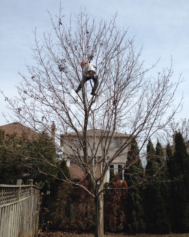 Aspirations Tree Care | 602 Peel St, Whitby, ON L1N 3Y8, Canada | Phone: (905) 668-1463