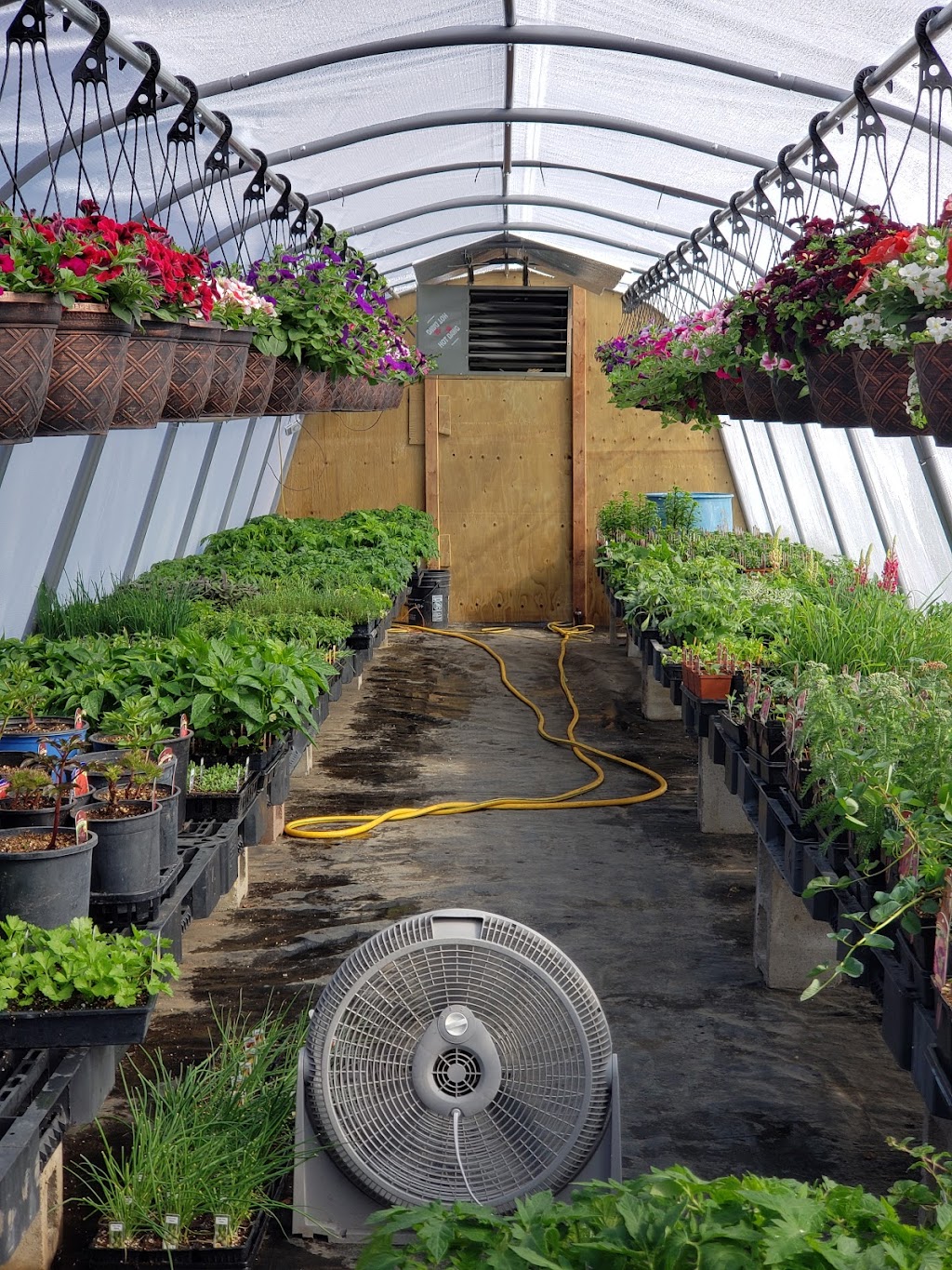 Green Acres Greenhouse | 400067 AB-761, Leslieville, AB T0M 1H0, Canada | Phone: (403) 729-2585