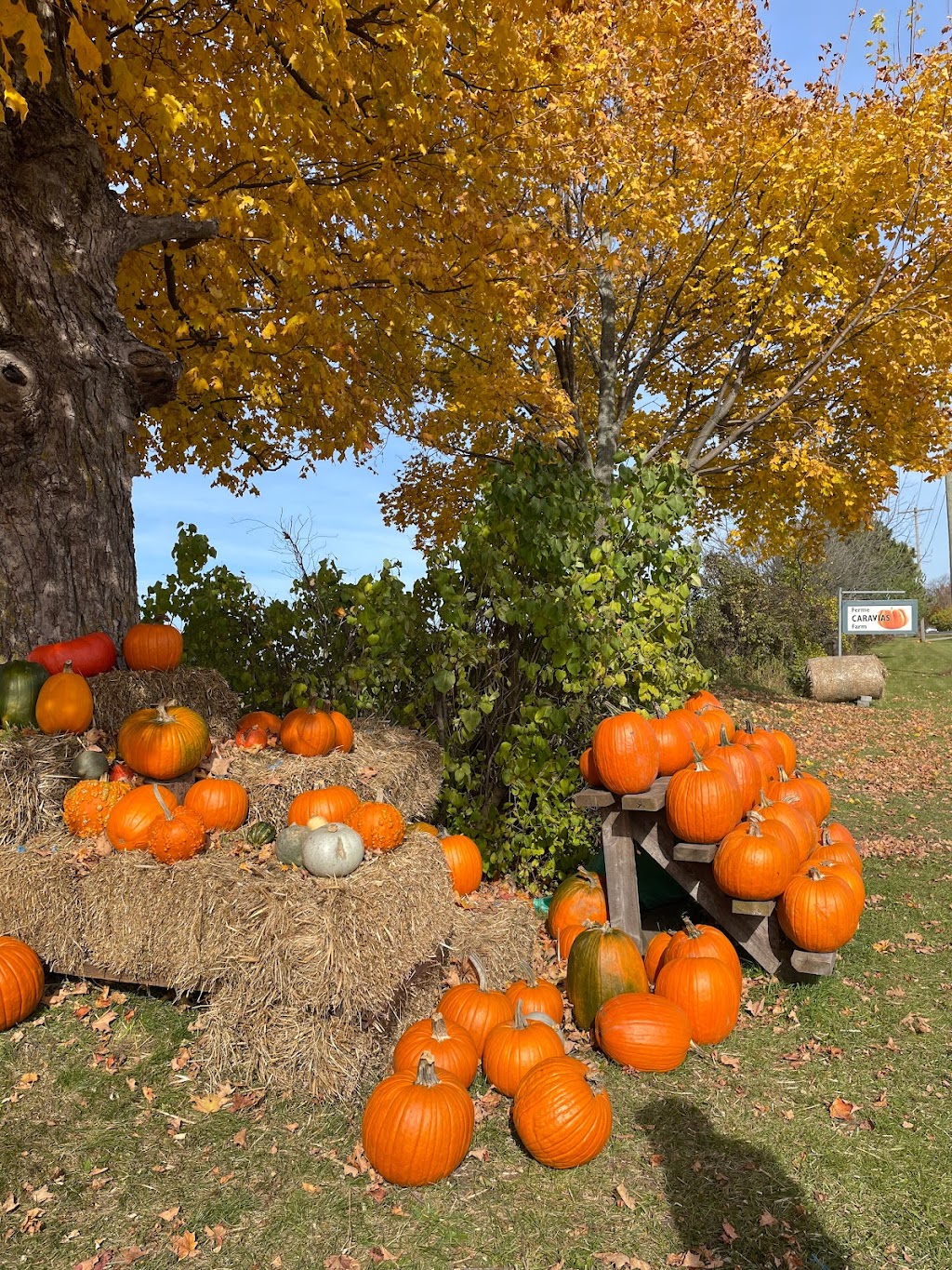 Ferme Caravias (Citrouilles et Gourdes exotiques) | 1119 QC-219, Les Jardins-de-Napierville, QC J0L 1H0, Canada | Phone: (450) 247-2959