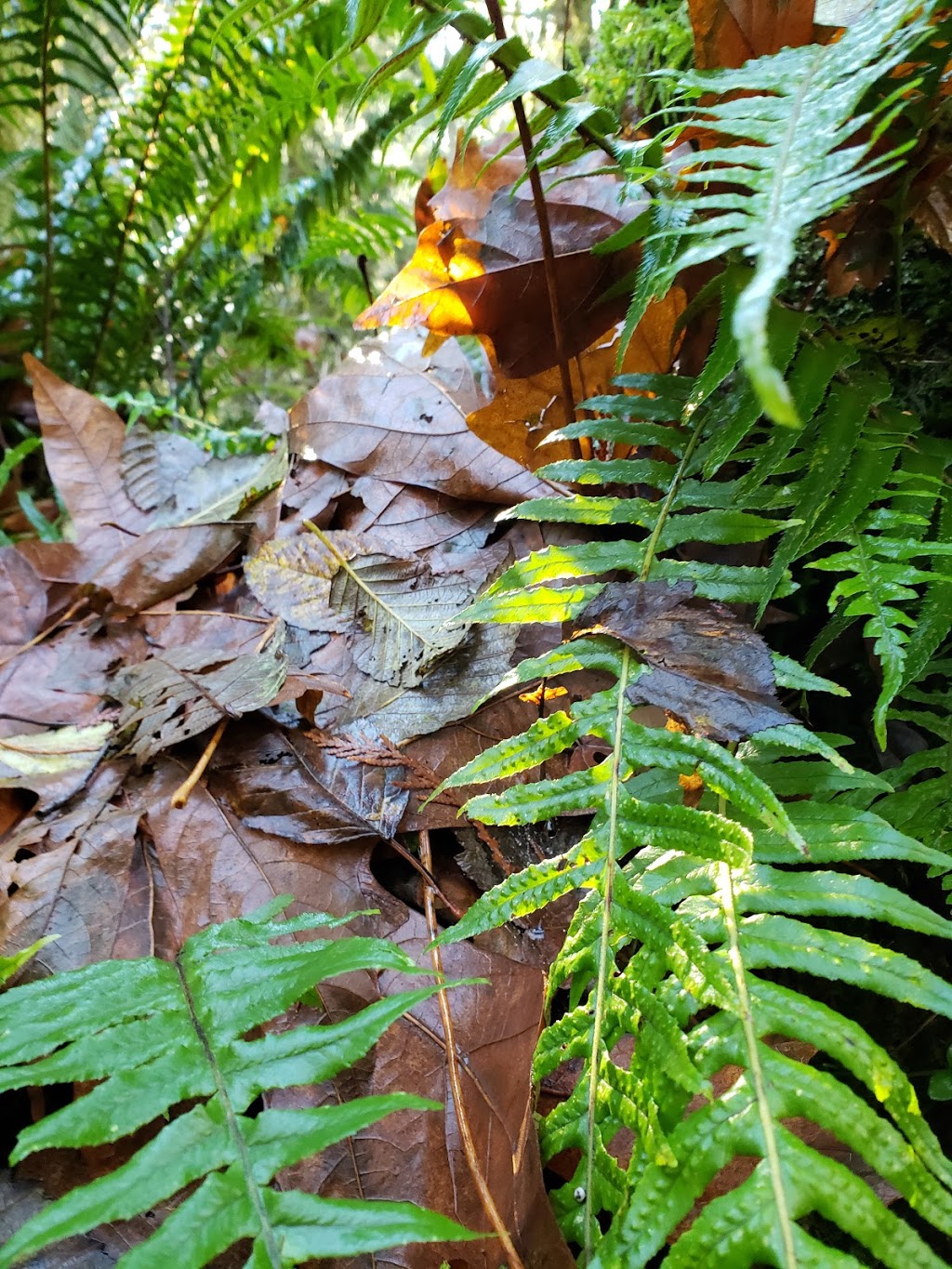 North Fork Loop Trail, | N Fork Loop Trail, Maple Ridge, BC V4R 1E3, Canada