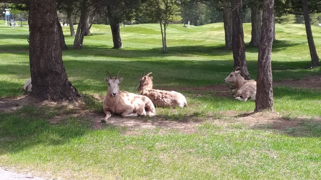 Springs Course - Radium Golf Group | 4714 Springs Dr #310, Radium Hot Springs, BC V0A 1M0, Canada | Phone: (250) 347-6200