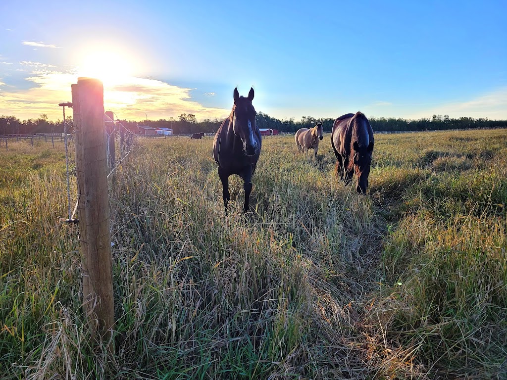 Bold Xpression Farms | Leduc County, 21557 Township Rd 503, Leduc County, AB T0B 3M2, Canada | Phone: (780) 617-0154