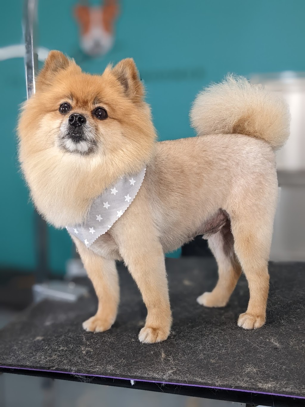 The Conscious Groomer | 16178 10a Ave, Surrey, BC V4A 9R6, Canada | Phone: (604) 319-3079