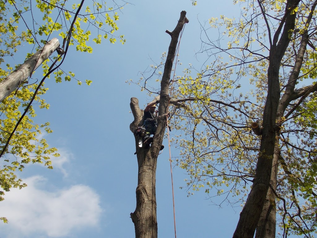 Muskoka Lakes Tree Service | 1124 Skeleton Lake 3 Rd, Utterson, ON P0B 1M0, Canada | Phone: (705) 641-9223