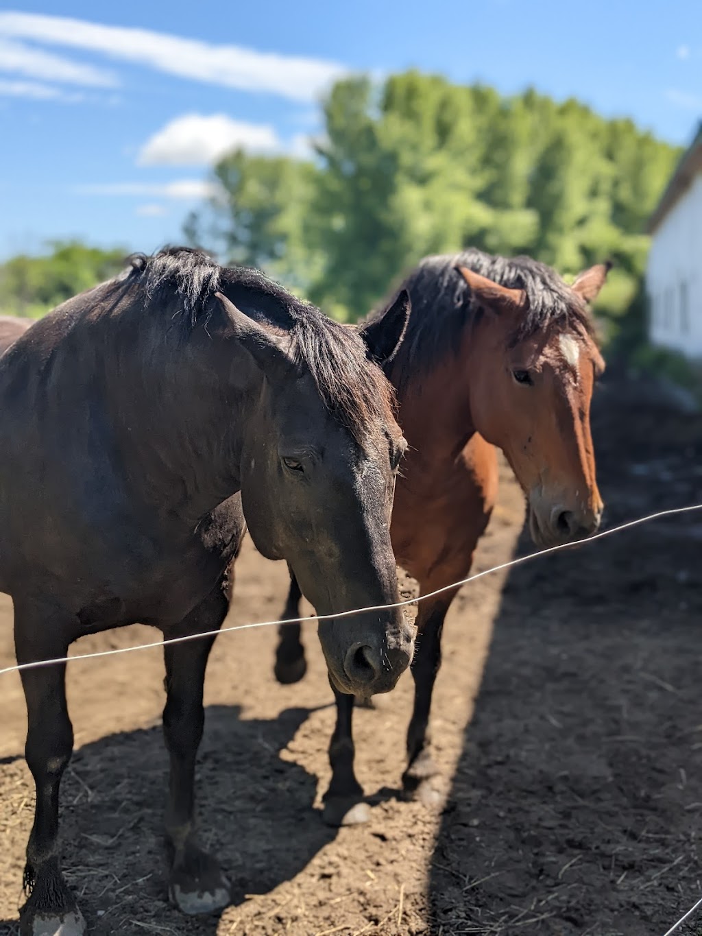 Ferme La Rouquine Inc | Rang Sainte-Famille, Chicoutimi, QC G7H 7W4, Canada | Phone: (418) 549-6850