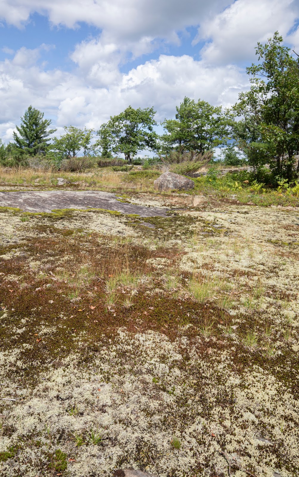 Jack Pine Conservation Estate | 64 Beattys Curv Rd, Kaladar, ON K0H 1Z0, Canada | Phone: (800) 684-4988