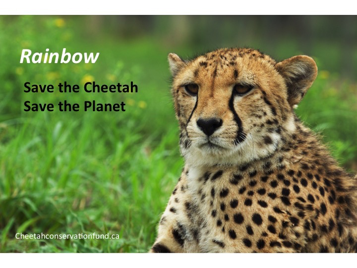 Cheetah Conservation Fund Canada | 443 Tatlock Rd, Carleton Place, ON K7C 0C5, Canada | Phone: (819) 271-8529