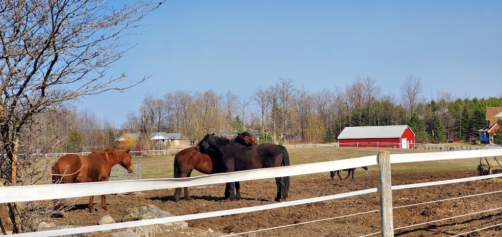 Hardings Horse Haven | 4998 6th Line, Erin, ON N0B 1T0, Canada | Phone: (905) 691-8980