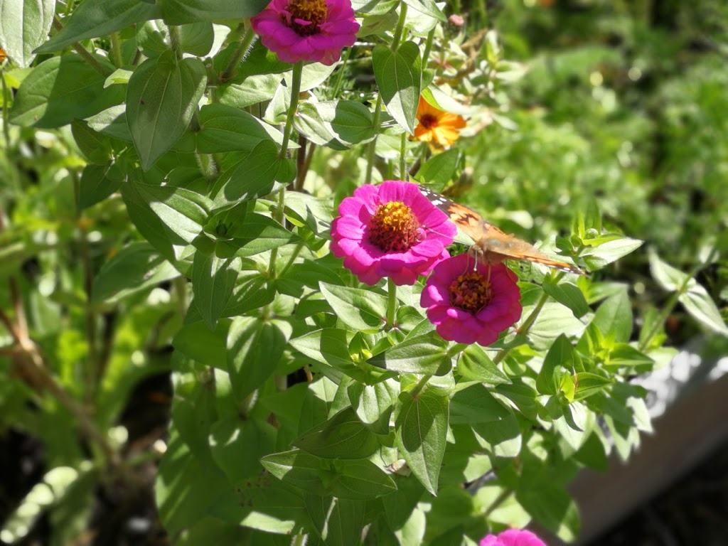 Community Garden | Wasaga Beach, ON L9Z 2X5, Canada