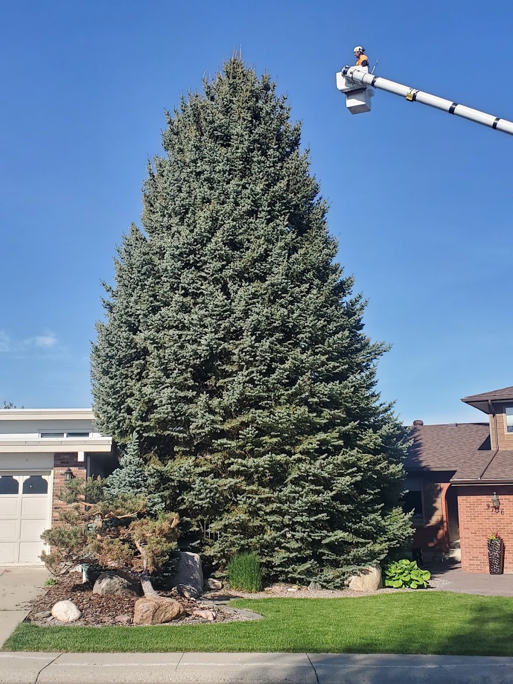 Rosscos Tree Service & Contracting Ltd. | 401 Clark Ave, Lethbridge, AB T1K 8H4, Canada | Phone: (403) 327-2201