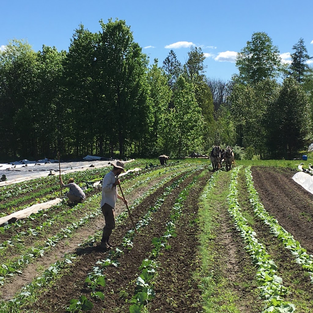 Ferme Lève-tôt | 460 Chem. Kalalla, Low, QC J0X 2C0, Canada | Phone: (819) 422-2329