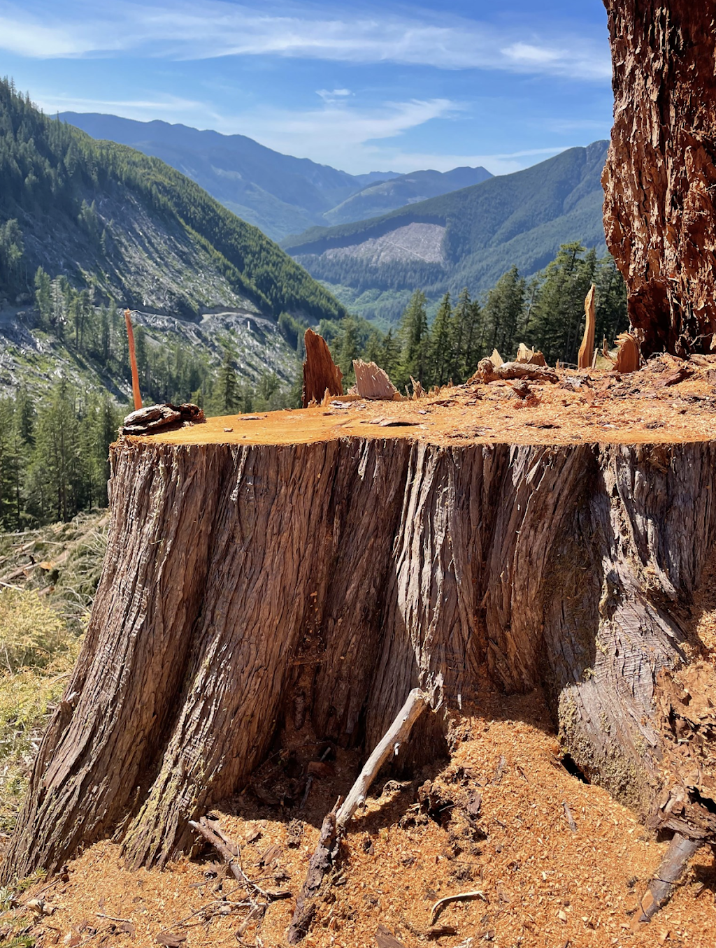 Fairy Creek Blockade HQ | Pacific Marine Rd, Port Renfrew, BC V0S 1K0, Canada | Phone: (250) 387-1715