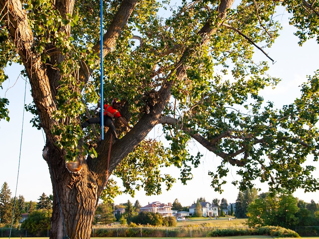 Neighbours Tree Company Ltd. | 22216 S Cooking Lake Rd, Sherwood Park, AB T8C 1H2, Canada | Phone: (780) 919-2302