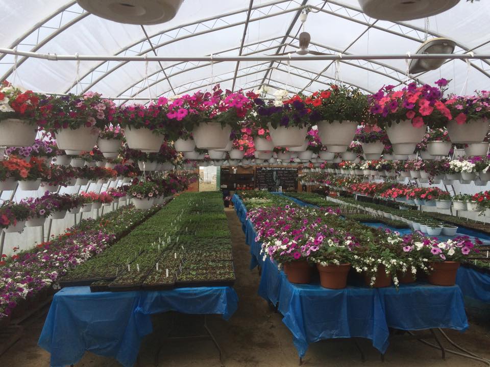 Pea Patch Gardens and Greenhouse | 272159 338th Ave S, Calgary, AB T0L 0J0, Canada | Phone: (403) 370-5533