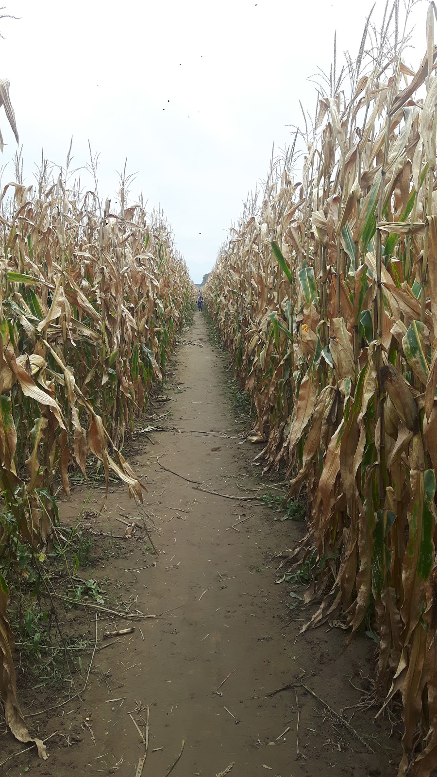 Hanes Corn Maze | 1001 #, ON-5, Dundas, ON L9H 5E2, Canada | Phone: (905) 628-5280