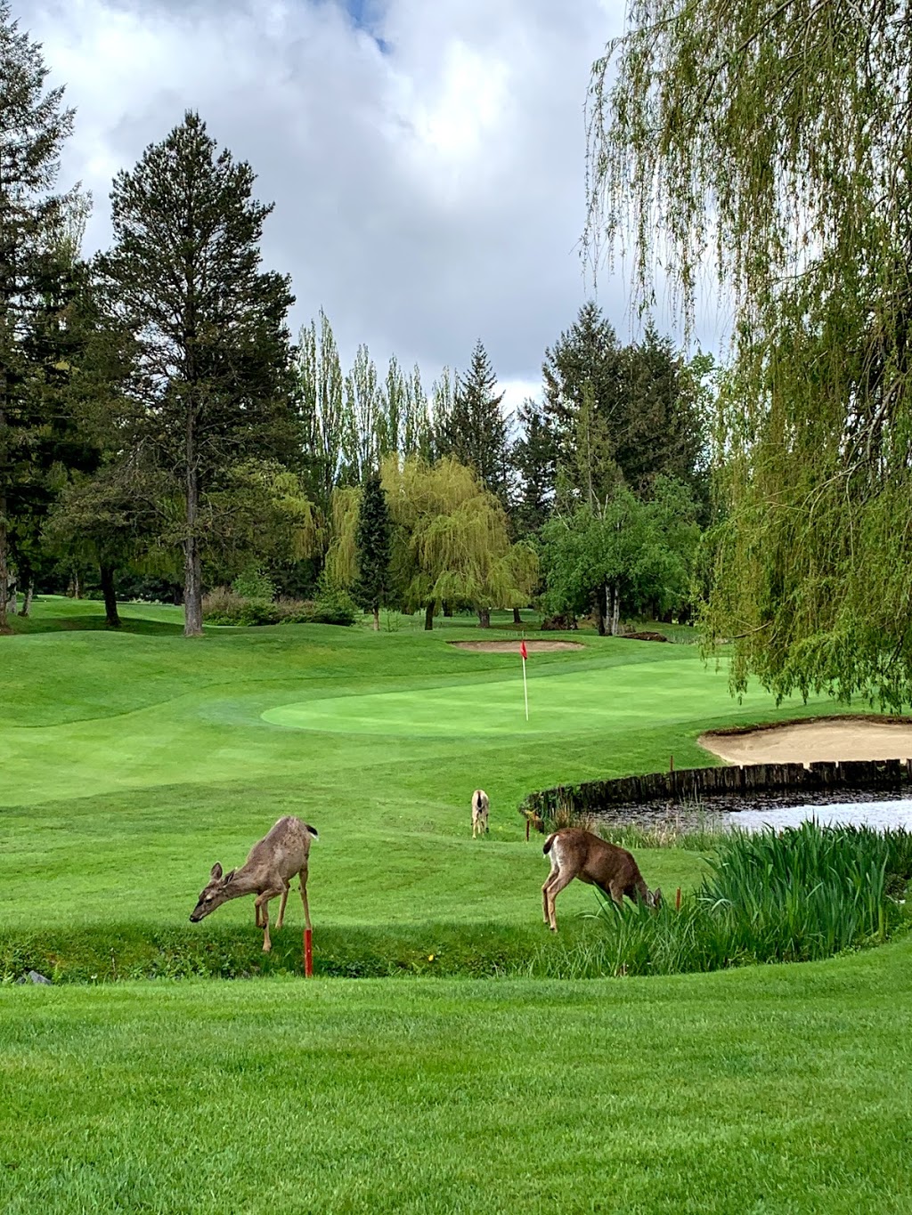 Ledgeview Golf Club | 35997 McKee Rd, Abbotsford, BC V3G 2L6, Canada | Phone: (604) 859-8993