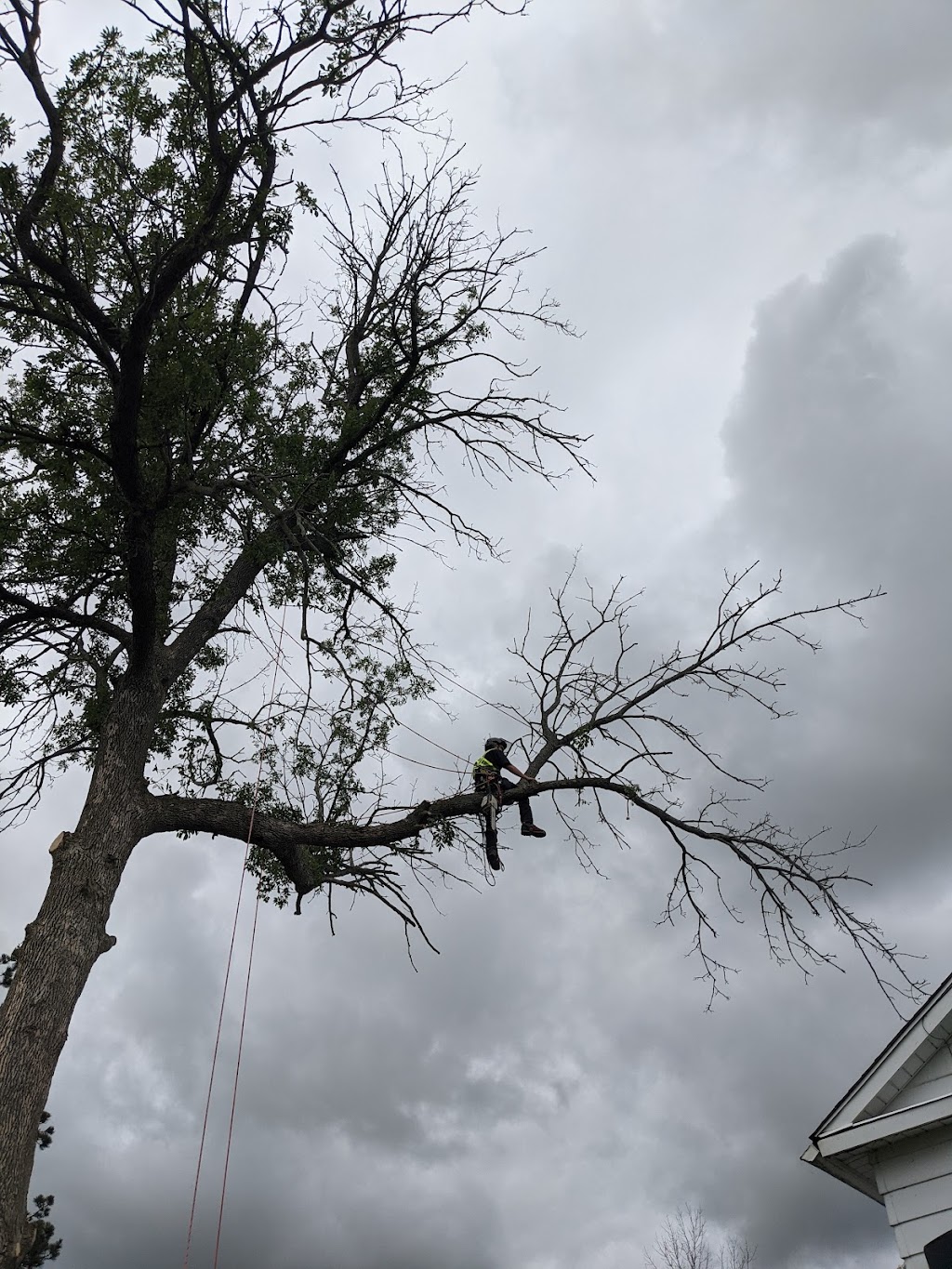 Knotty Tree Professional Tree Service | 2350 Hollow Rd, Fonthill, ON L0S 1E6, Canada | Phone: (905) 327-6454