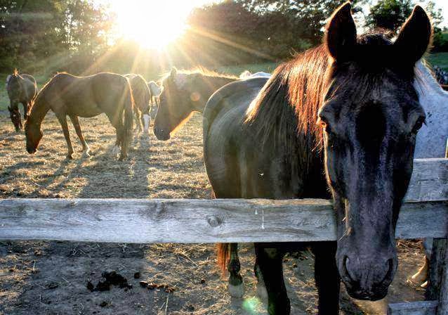 Circle Square Ranch | 1645 Colborne St E, Brantford, ON N3T 5L4, Canada | Phone: (519) 754-0171