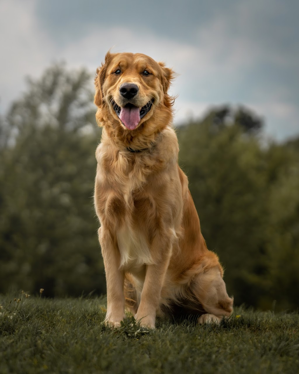 Anthony Bastien Dog Photography/Videography | 200 Mediterranean Ave, Amherstburg, ON N9V 3X9, Canada | Phone: (519) 982-0987