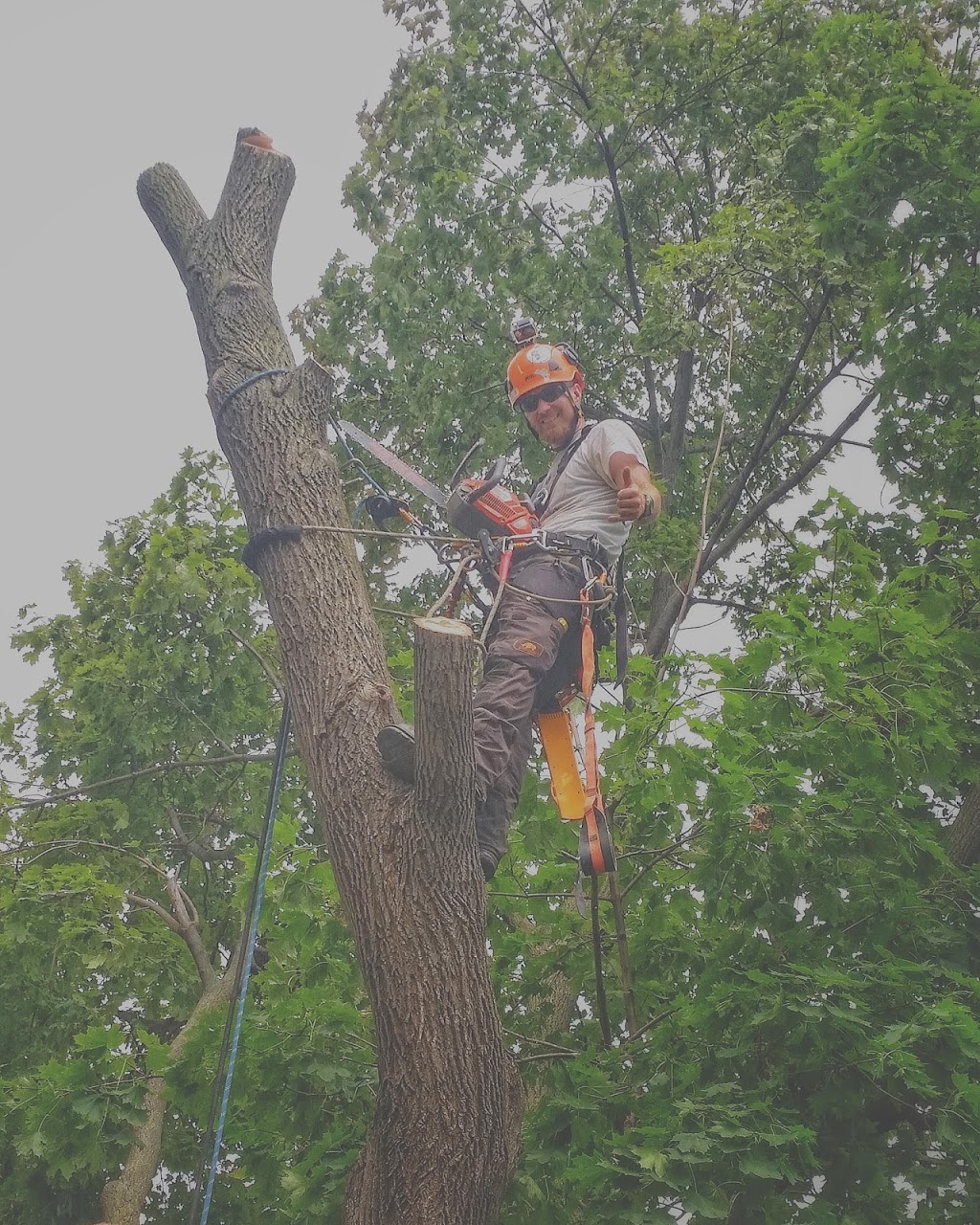 Majestic Maple Tree Service & Property Maintenance Ltd. | 15 Prouse Dr, Brampton, ON L6V 3A3, Canada | Phone: (289) 752-6222