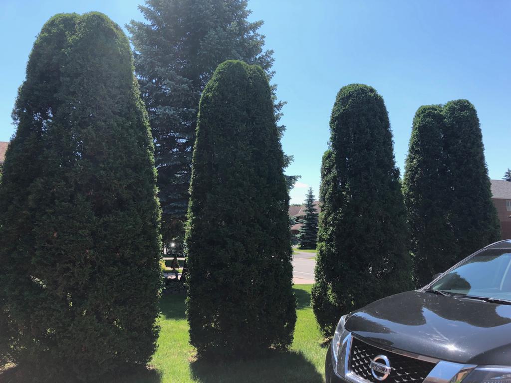 CedarSmith Hedge Trimming Kanata | 14 Binscarth Crescent, Kanata, ON K2L 1S1, Canada | Phone: (613) 851-5750