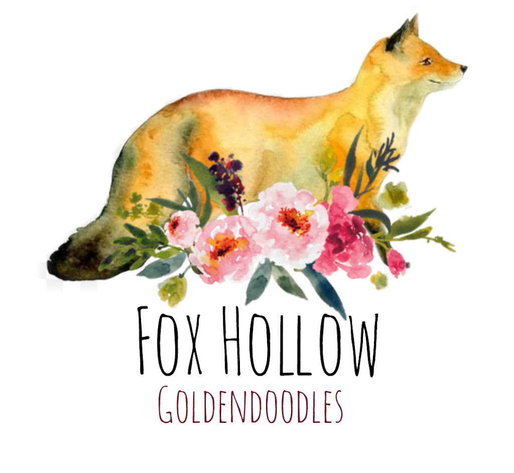 Fox Hollow Goldendoodles | 121097, Side Rd 12, Tara, ON N0H 2N0, Canada | Phone: (519) 502-0966